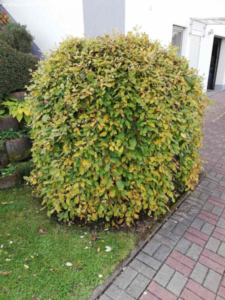 Gartensträucher zu verschenken