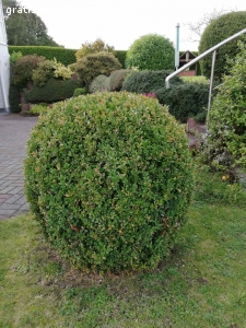 Gartensträucher zu verschenken