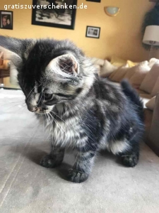 Verschenke meinen Maine Coon Kater Jack. Aus gesundheitlichen Gründen (Katzenhaarallergie) muss ich leider meinen Kater Jack abgeben. Er ist 1,5 Jahre und ein sehr netter Kater.