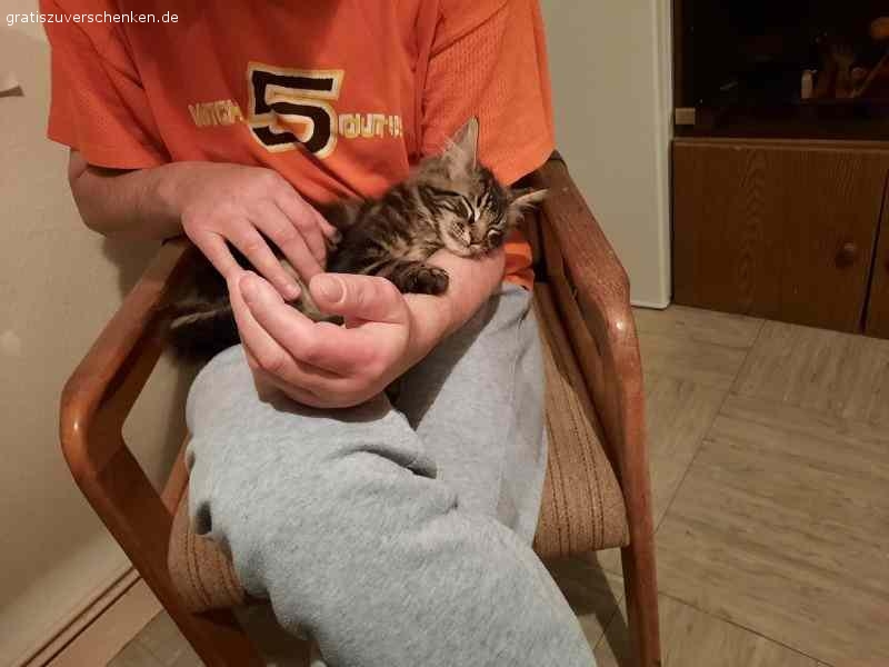 Verschenke meinen Maine Coon Kater Jack. Aus gesundheitlichen Gründen (Katzenhaarallergie) muss ich leider meinen Kater Jack abgeben. Er ist 1,5 Jahre und ein sehr netter Kater.