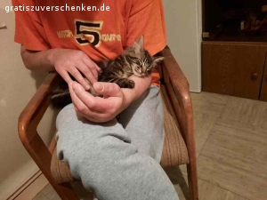 Verschenke meinen Maine Coon Kater Jack. Aus gesundheitlichen Gründen (Katzenhaarallergie) muss ich leider meinen Kater Jack abgeben. Er ist 1,5 Jahre und ein sehr netter Kater.