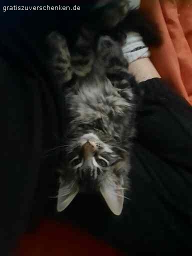 Verschenke meinen Maine Coon Kater Jack. Aus gesundheitlichen Gründen (Katzenhaarallergie) muss ich leider meinen Kater Jack abgeben. Er ist 1,5 Jahre und ein sehr netter Kater.