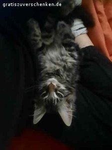 Verschenke meinen Maine Coon Kater Jack. Aus gesundheitlichen Gründen (Katzenhaarallergie) muss ich leider meinen Kater Jack abgeben. Er ist 1,5 Jahre und ein sehr netter Kater.