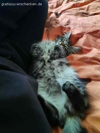 Verschenke meinen Maine Coon Kater Jack. Aus gesundheitlichen Gründen (Katzenhaarallergie) muss ich leider meinen Kater Jack abgeben. Er ist 1,5 Jahre und ein sehr netter Kater.