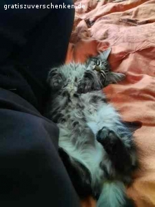 Verschenke meinen Maine Coon Kater Jack. Aus gesundheitlichen Gründen (Katzenhaarallergie) muss ich leider meinen Kater Jack abgeben. Er ist 1,5 Jahre und ein sehr netter Kater.