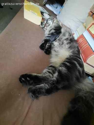 Verschenke meinen Maine Coon Kater Jack. Aus gesundheitlichen Gründen (Katzenhaarallergie) muss ich leider meinen Kater Jack abgeben. Er ist 1,5 Jahre und ein sehr netter Kater.