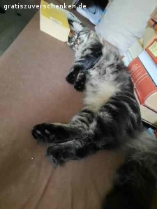 Verschenke meinen Maine Coon Kater Jack. Aus gesundheitlichen Gründen (Katzenhaarallergie) muss ich leider meinen Kater Jack abgeben. Er ist 1,5 Jahre und ein sehr netter Kater.